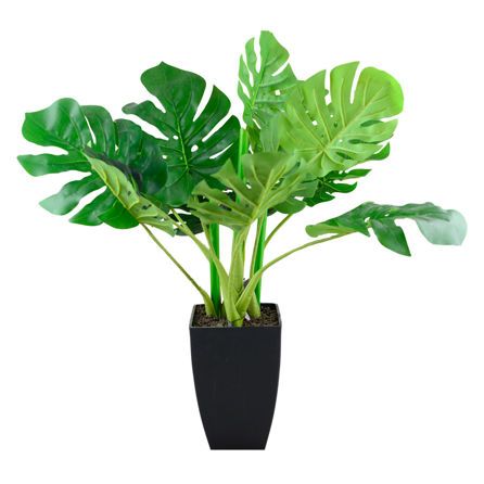 Εικόνα της ΕΙΔΗ ΔΙΑΚΟΣΜΗΣΗΣ ΦΥΤΑ ΣΕ ΚΑΣΠΩ - ΠΡΑΣΙΝΟ